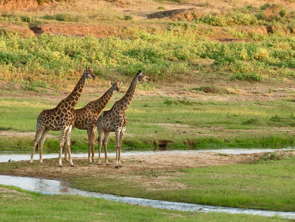 Giraffen in Kruger National Park